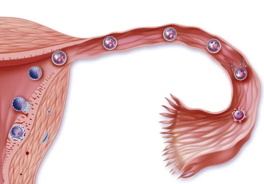 Имплантация эмбриона симптомы. Движение яйцеклетки по маточной трубе. Оплодотворение в маточной трубе. Яйцеклетка в матке.