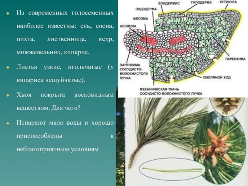 Строение голосеменных растений. Ткани голосеменных растений. Листья голосеменных. Листья голосеменных растений. Листья хвойных покрыты кутикулой