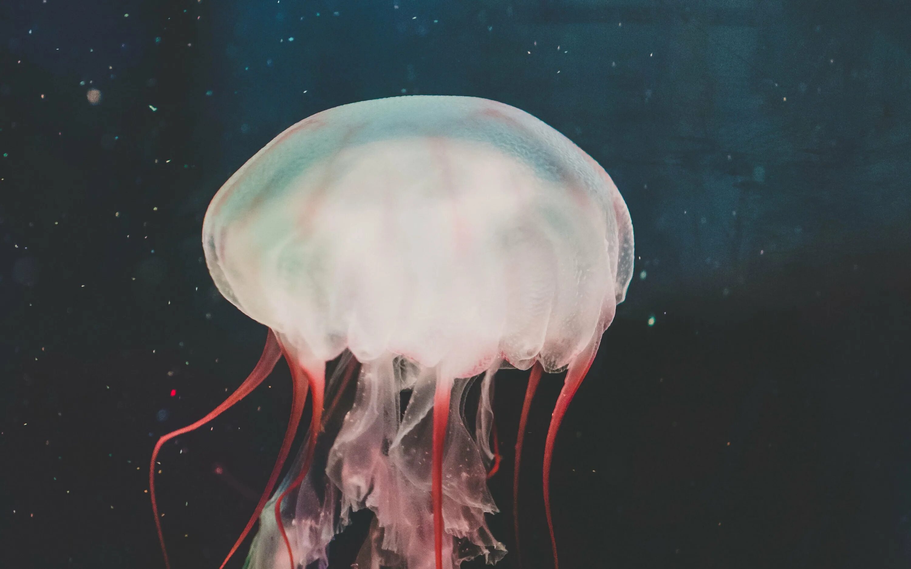 Полную медузу. Аурелия корнерот цианея. Морская оса медуза. Сцифоидная медуза пелагия. Медуза-волнолов.