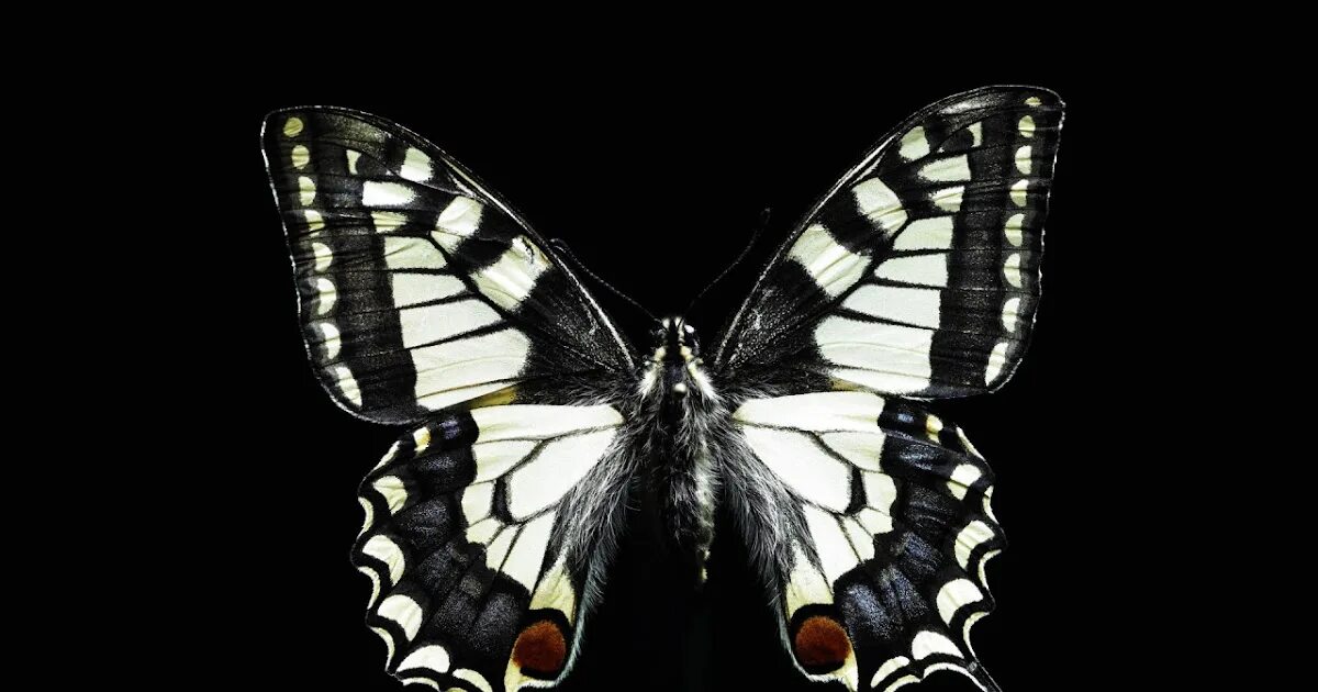 Бабочка черный глянец. Бабочка. Бабочка на темном фоне. Черно белая баба. Бабочка черная.