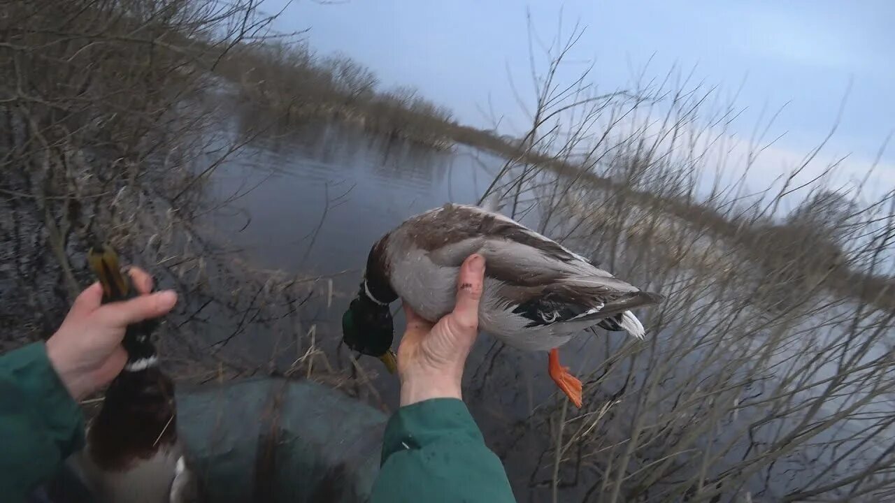 Подсадной уткой весной видео. Охота с подсадной уткой. Открытие весенней охоты.