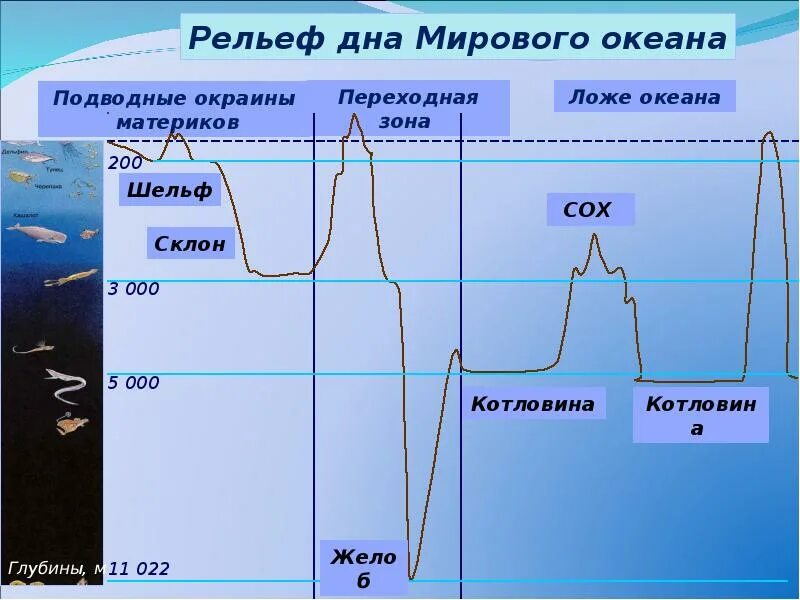 Крупные формы рельефа дна мирового океана. Профиль рельефа дна мирового океана. схема формы рельефа дна мирового океана. строение рельефа дна мирового океана. релеьф дна мировог оокеана.