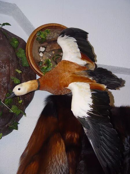 Изготовление чучел птицы. Изготовление чучел птицы. Реставрация чучел птиц. Как сделать чучело птицы. Фото чучел животных и птиц.