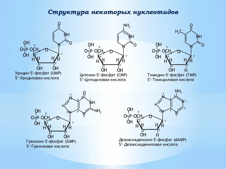 Фосфат структурная формула. Тимидин-5-монофосфат, тмф, тимидиловая кислота. уридин-5′-фосфат 5′-уридиловая кислота. нуклеотиды формулы. нуклеотид уридин 5.