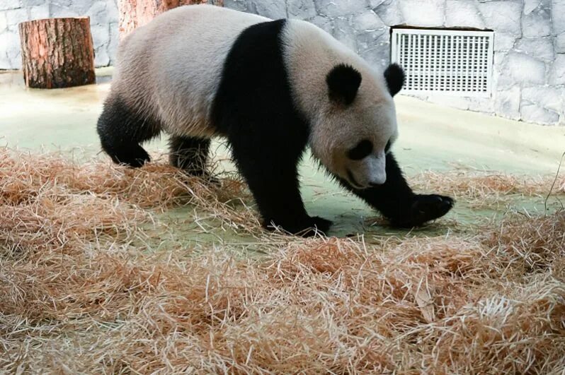 Живая панда цена в россии. Панда жуи в Московском зоопарке. Панда в Московском зоопарке. Большая Панда в Московском зоопарке. Панда в зоопарке Москвы.