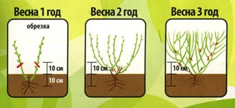 Обрезка садовой голубики весной. Обрезка голубики весной схема. Голубика Садовая посадка весной. Посадка голубики схема посадки.