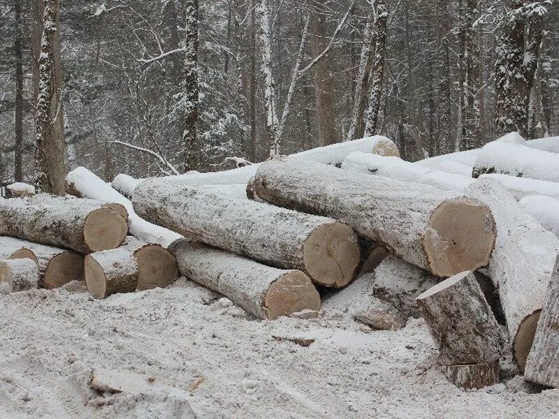 Рябину срубил по пьянке на дрова. Заготовка древесины. Заготовка леса для дров. Дрова в лесу. Рубка леса.