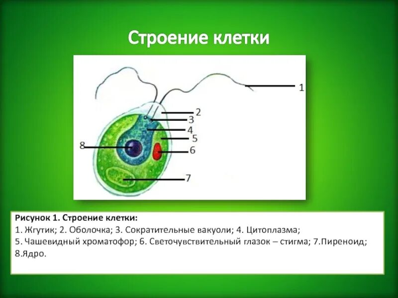 Имеется два ядра. Жгутики клетки. строение жгутика клетки. клетка с двумя ядрами и жгутиком. жгутики у растительной клетки.