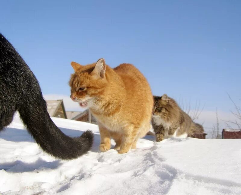 Друг вдруг. Наглый Мартовский кот. Мартовские коты юмор. Котоматрица зимняя. Кот в деревне Котоматрица.