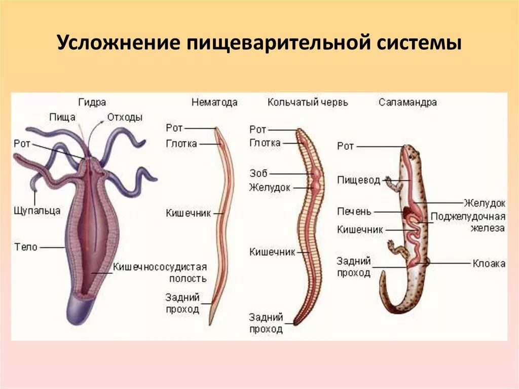 Простейшие кишечнополостные черви. Строение пищеварительной системы беспозвоночных животных. Эволюция пищеварительной системы у червей. Эволюция пищеварительной системы у беспозвоночных животных. Эволюция систем органов животных пищеварительная система.