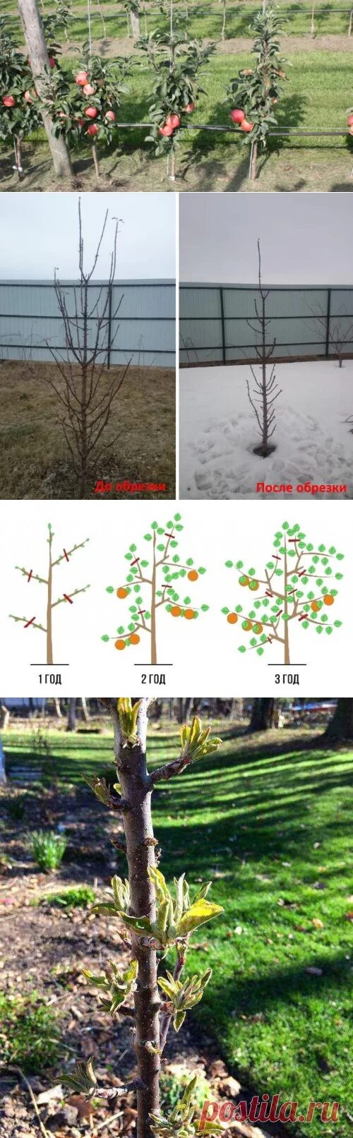 Обрезают ли саженцы яблони. Обрезать колоновидную яблоню. Обрезать колоновидные яблони. Формировка колоновидных яблонь. Обрезка колоновидной яблони.