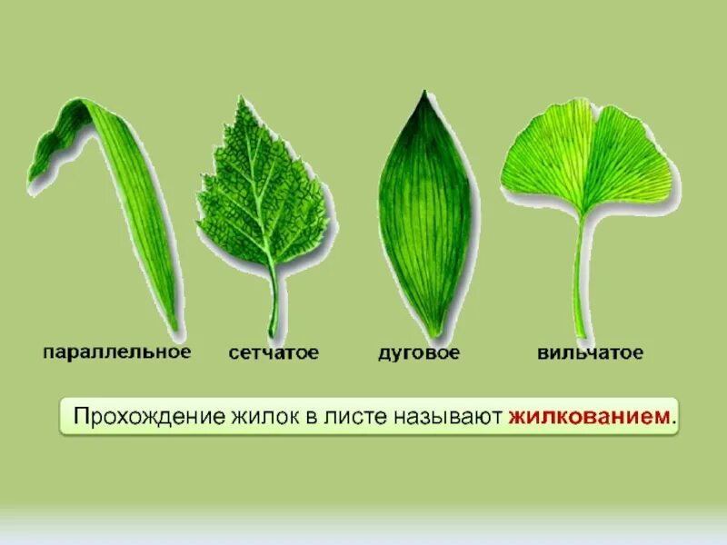 Параллельное дуговое сетчатое. Типы жилкования листьев сетчатое. Сетчатое параллельное и дуговое жилкование. Дуговой жилкование листовой. Параллельное жилкование листьев.