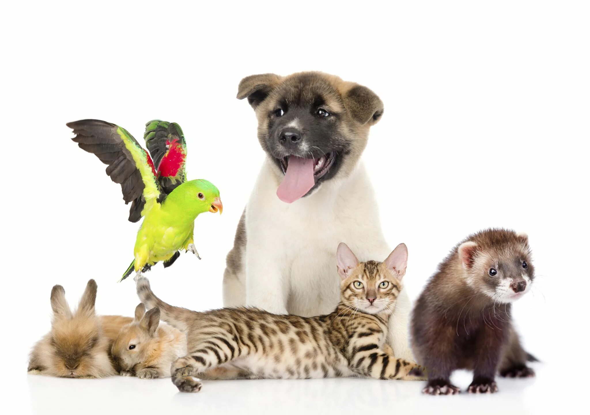 19 апреля день владельцев домашних животных. Домашние животные. Домашние животные вместе. Домашние питомцы для детей. Зоомагазин животные.