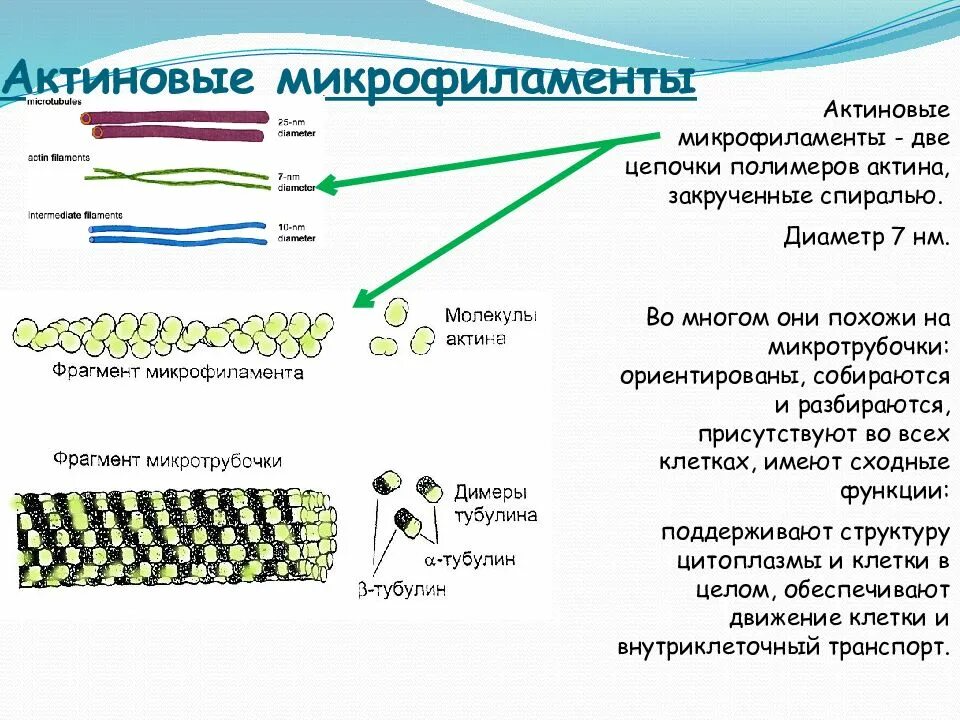 Микротрубочки в какой клетке. Микротрубочки микрофиламенты промежуточные филаменты таблица. актиновые нити строение. микротрубочки микрофиламенты микрофибриллы. микротрубочки микрофиламенты промежуточные филаменты.