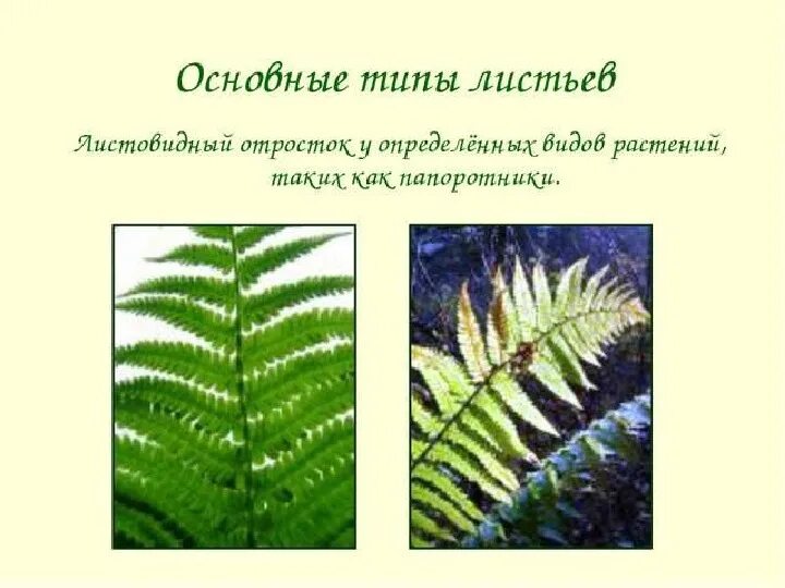 Папоротники не имеют. Папоротник простое или сложное. Растения со сложными листьями. Простые и сложные листовые пластинки. Лист папоротника простой или сложный.
