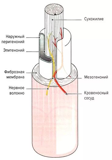 Строение сухожилия. Строение сухожилия. Сухожилие разгибателя 1 пальца кисти анатомия. Строение сухожилия гистология. Строение сухожилия гистология.