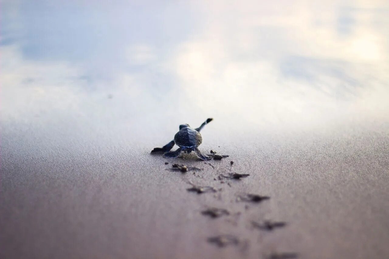 Черепаха медленно ползет. Черепашки бегут к морю. Раз уж начал побеждай. Черепашки бегут к воде. Маленькие шаги к цели.