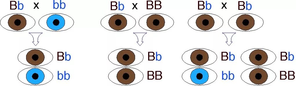Смешать цвет глаз. Наследование цвета глаз по Менделю. Генетика цвет глаз наследование. Схема наследования глаз. Наследование Гена цвета глаз.