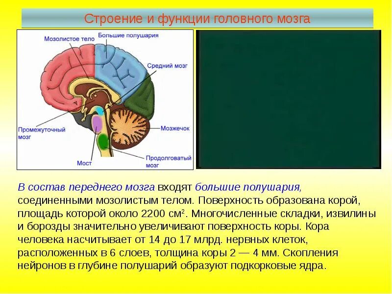 Строение и функции больших полушарий головного. Функция больших полушарий переднего головного мозга. Анатомия мозолистого тела анатомия. Строение и функции больших полушарий переднего мозга. Сравните строение больших полушарий головного мозга