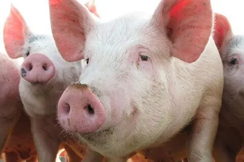 Five pigs