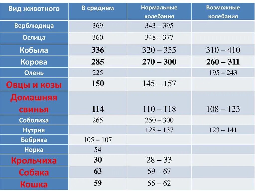 Сколько носит беременность