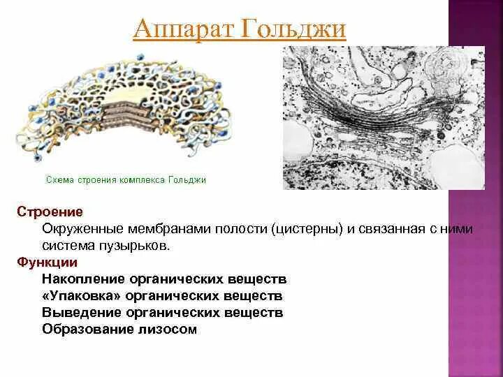 Выполняет секреторную функцию аппарат гольджи. Аппарат Гольджи секреторные пузырьки. Полюса аппарата Гольджи. Цистерны аппарата Гольджи.