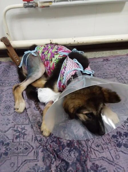 Прооперировали собаку с Донбасса. Собаке нужна операция