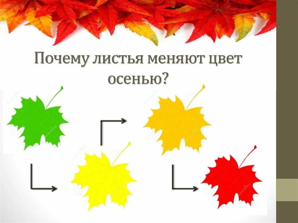 Изменения цвета листьев. Отчего осенью листья меняют цвет. Почему листья меняют цвет. Почему осенью листья меняют окраску. Цвет листьев.