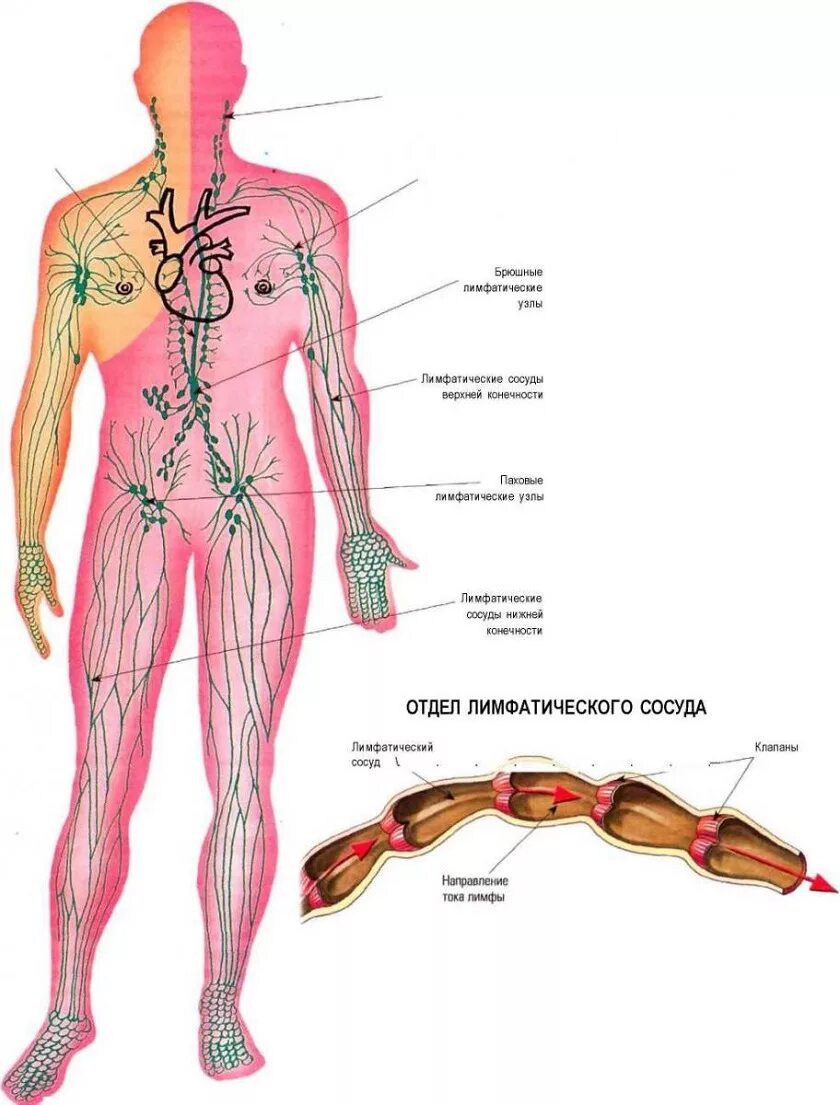 Анатомия тела человека лимфатическая система. Лимфатическая система человека атлас схема. Лимфатические сосуды анатомия схема. Лимфатическая система человека рис 61. Где у женщины расположены лимфоузлы
