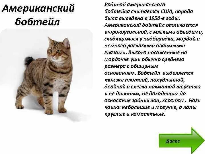 Коты Курильский бобтейл характеристика. Бобтейл кошка описание породы. Стандарт породы Курильский бобтейл. Бобтейл Курильский кошка характеристика описание породы. Плюсы и минусы пород кошек