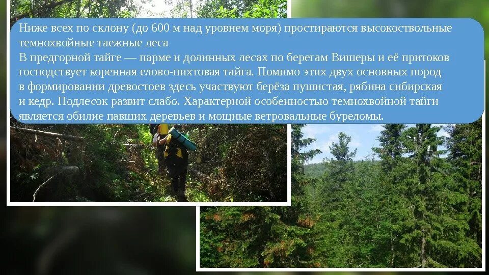 Темнохвойная тайга 5. Темнохвойная тайга 5. Темнохвойная тайга 5. Темнохвойная тайга западной сибири. Пихта сибирская темнохвойная тайга.