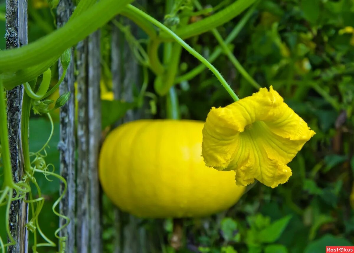 кукуруза тыква фасоль. тыква в горошек. тыквенный суп с горохом. морковный суп-пюре с хрустящим нутом. горох тыквой.