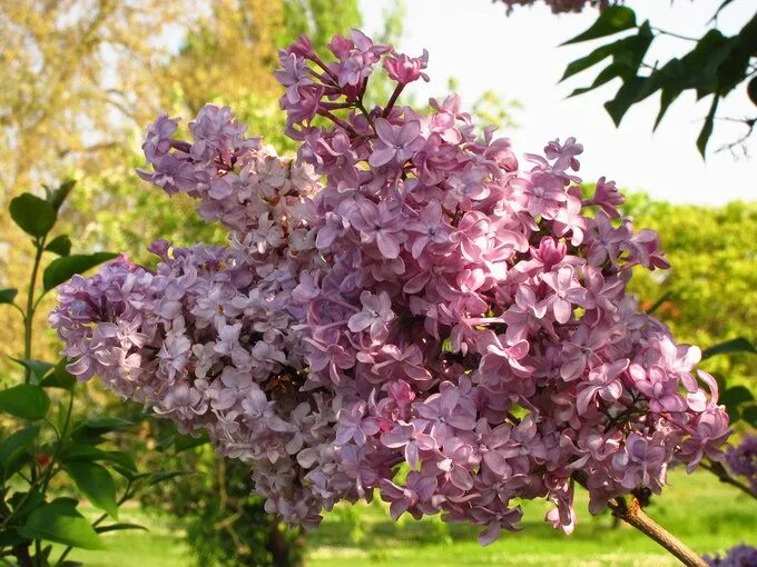 Сирень обыкновенная Жемчужина (Syringa). Сирень Тадеуш Костюшко. Сирень von Horstenstein. Сирень жемчужина