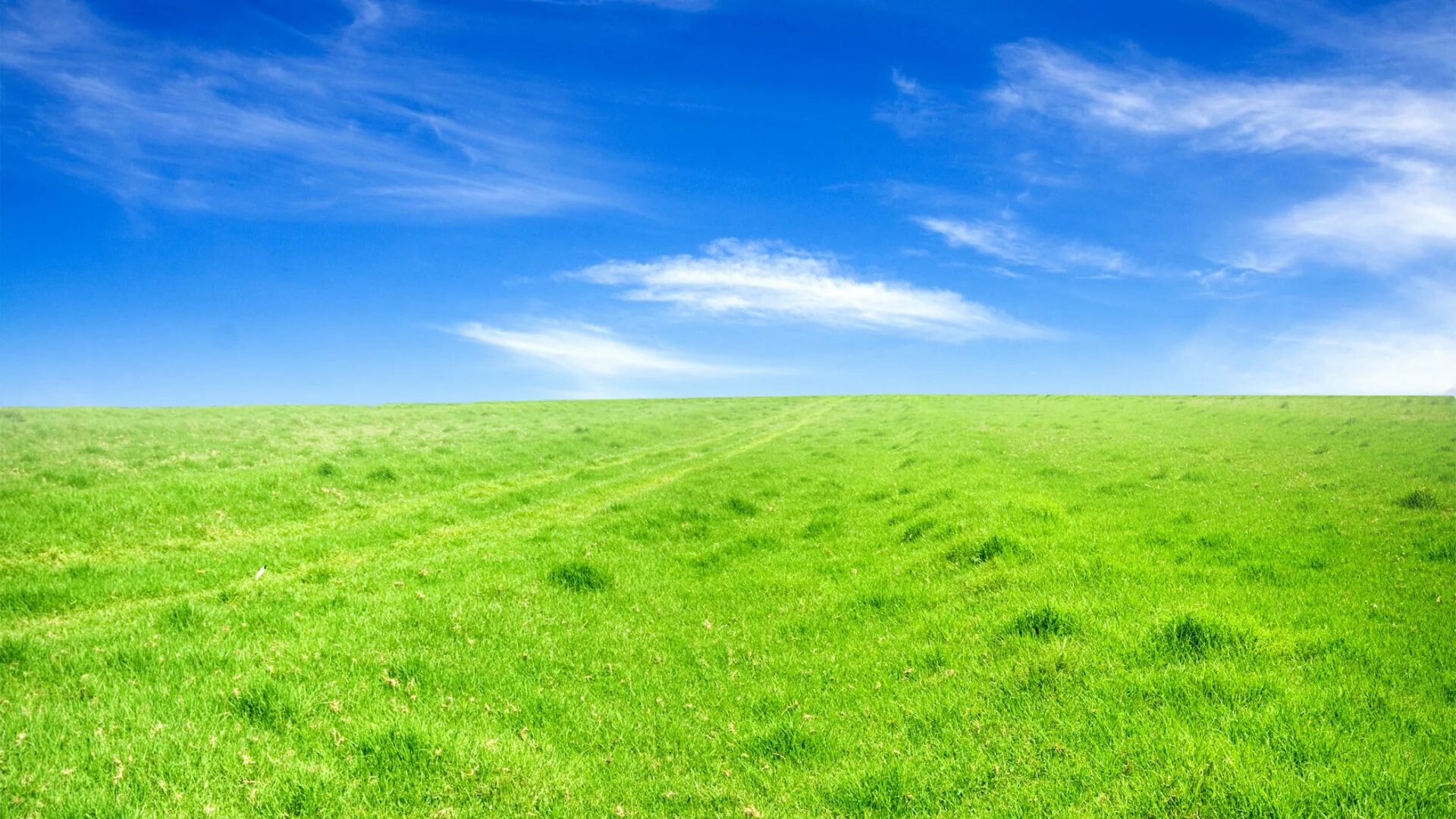 Зеленый луг купить. Трава и небо. Зеленое поле. В поле. Зеленое поле голубое небо.