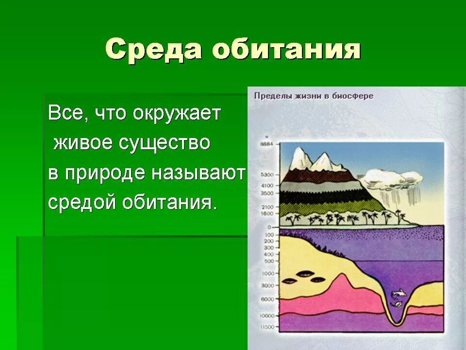 Все что окружает человека называется