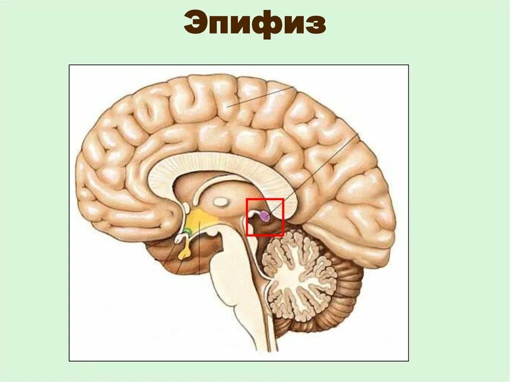 Пинеальная железа это. Гипофиз эпифиз таламус. Шишковидная железа анатомия. Гипоталамус таламус гиппокамп. Промежуточный мозг гипоталамус гипофиз.