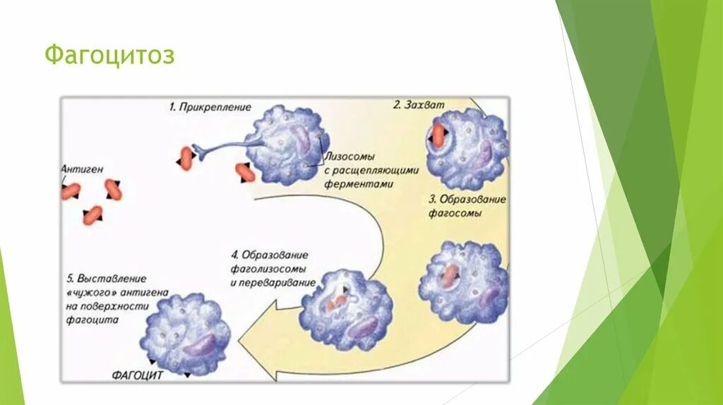 Процесс фагоцитоза схема. Этапы хемотаксиса и фагоцитоза. Стадии фагоцитоза схема. Фагоцитоз лейкоцитов схема.