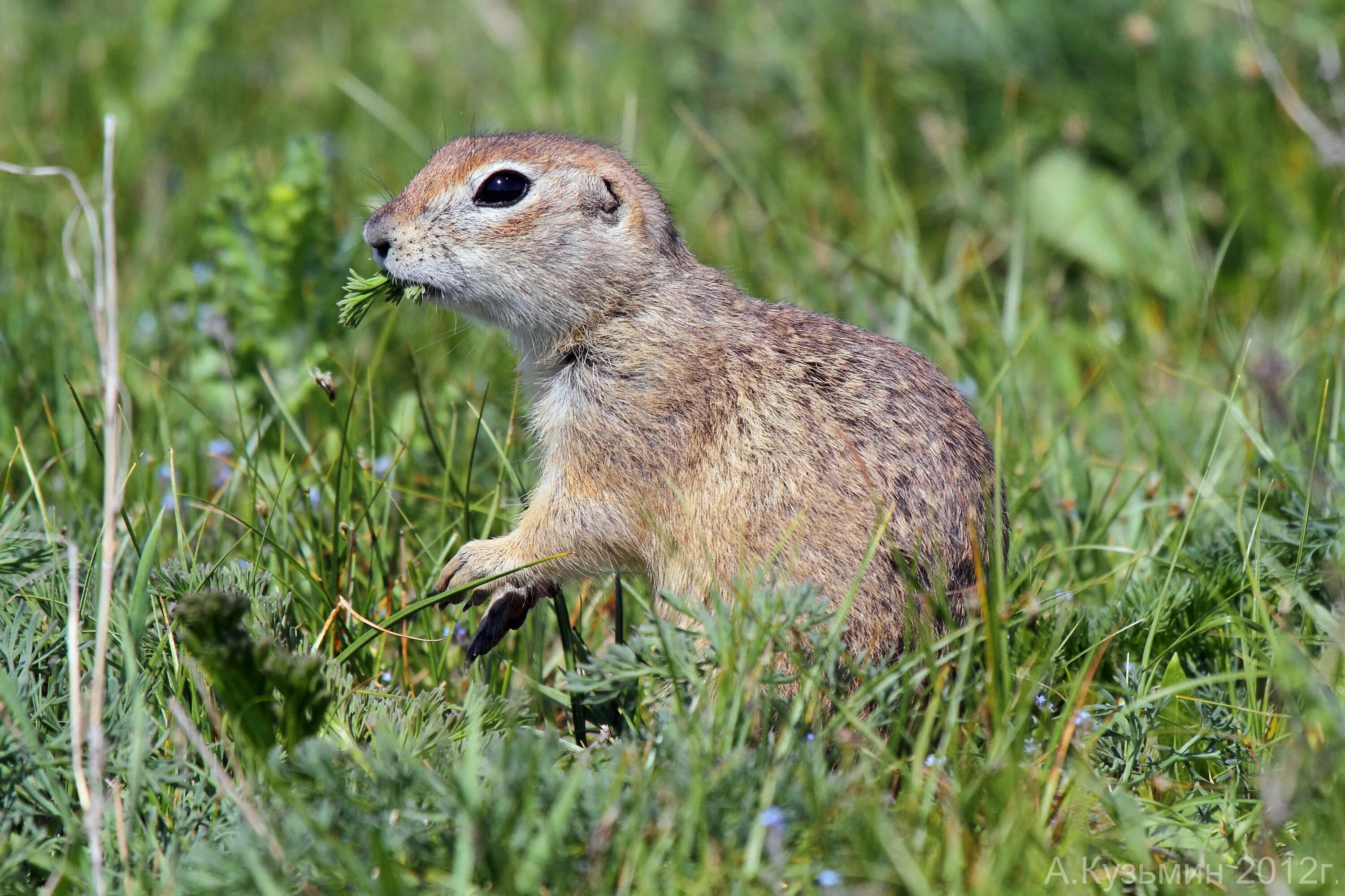 Жизнь в степи животных и растений. Европейский суслик (spermophilus citellus). суслик в лесостепи. малый суслик. суслик степной крым.