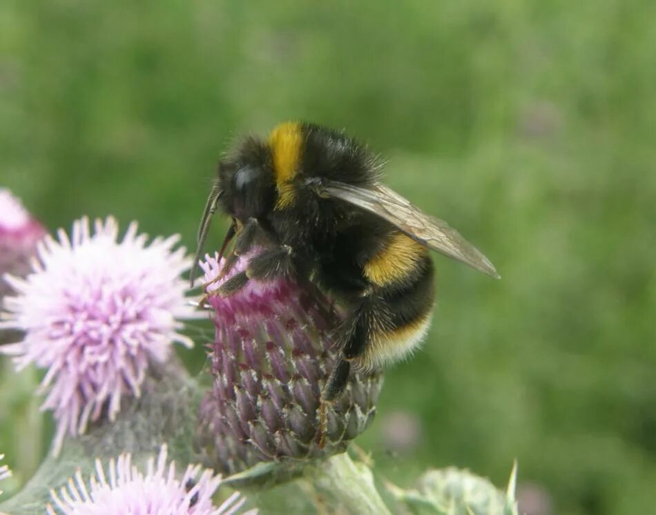 Шмель. Шмель трубач. Шафранный шмель. Bombus patagiatus. Шмели екатеринбург.