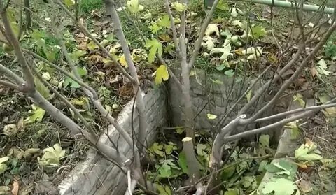 Обрезка инжира осенью на кубани