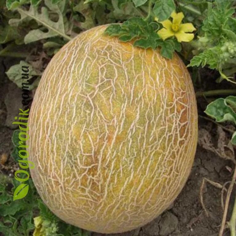 дыня уральская