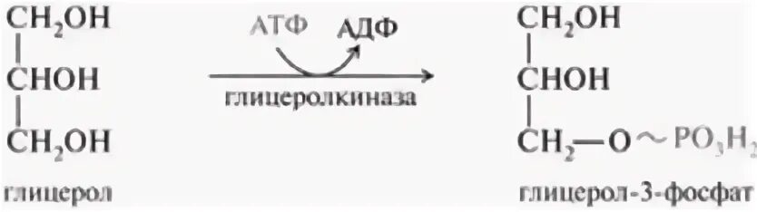 Глицерол 3 фосфат. Глицерол 3 фосфат