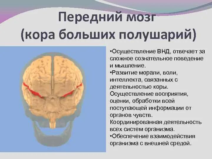 Изоляция полушарий переднего мозга. За что отвечает передний мозг. Функции переднего мозга человека.
