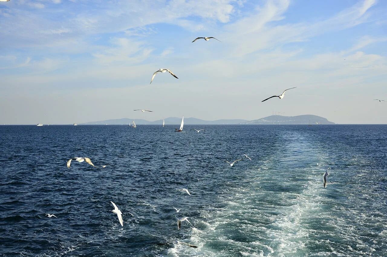 Крылатое море. Чайки Имеретинский. Альбатрос на Каспийском море. Имеретинский пляж Чайки. Птицы над океаном.