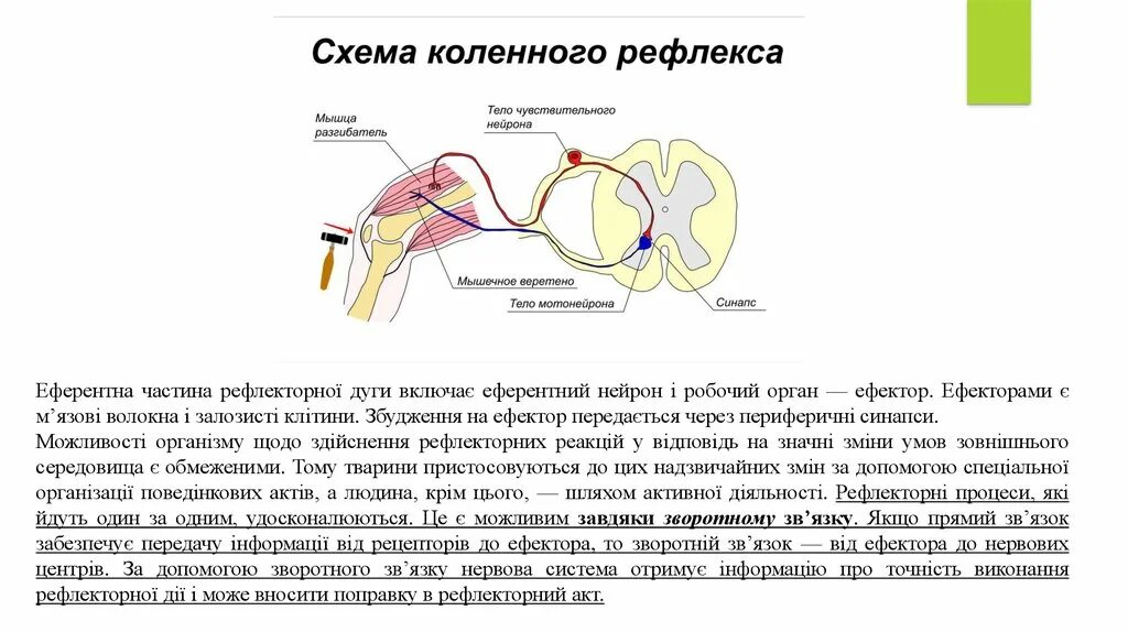 Чувствительное коленного рефлекса. Схема рефлекторной дуги коленного рефлекса 5. Спинной мозг и схема коленного рефлекса. Дуга коленного рефлекса схема. Рефлекторная дуга коленного рефлекса описание.