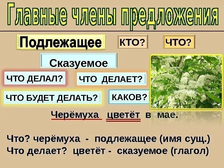 Имя подлежащее. Что такое подлежащее и сказуемое 2 класс русский язык. имя подлежащее имя сказуемое. вопросы на глагол цветёт. виды сказуемых.