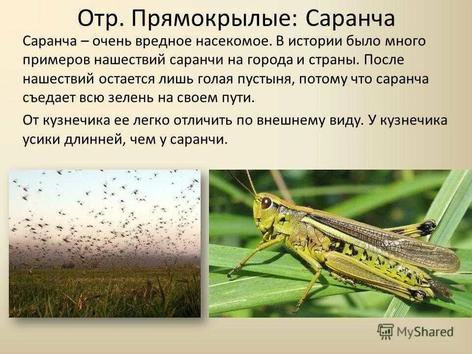 Описание типов насекомых