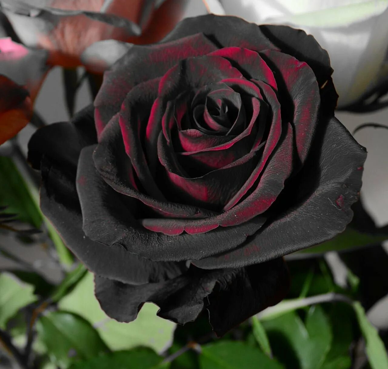 Черная розочка. Черные розы Халфети.
