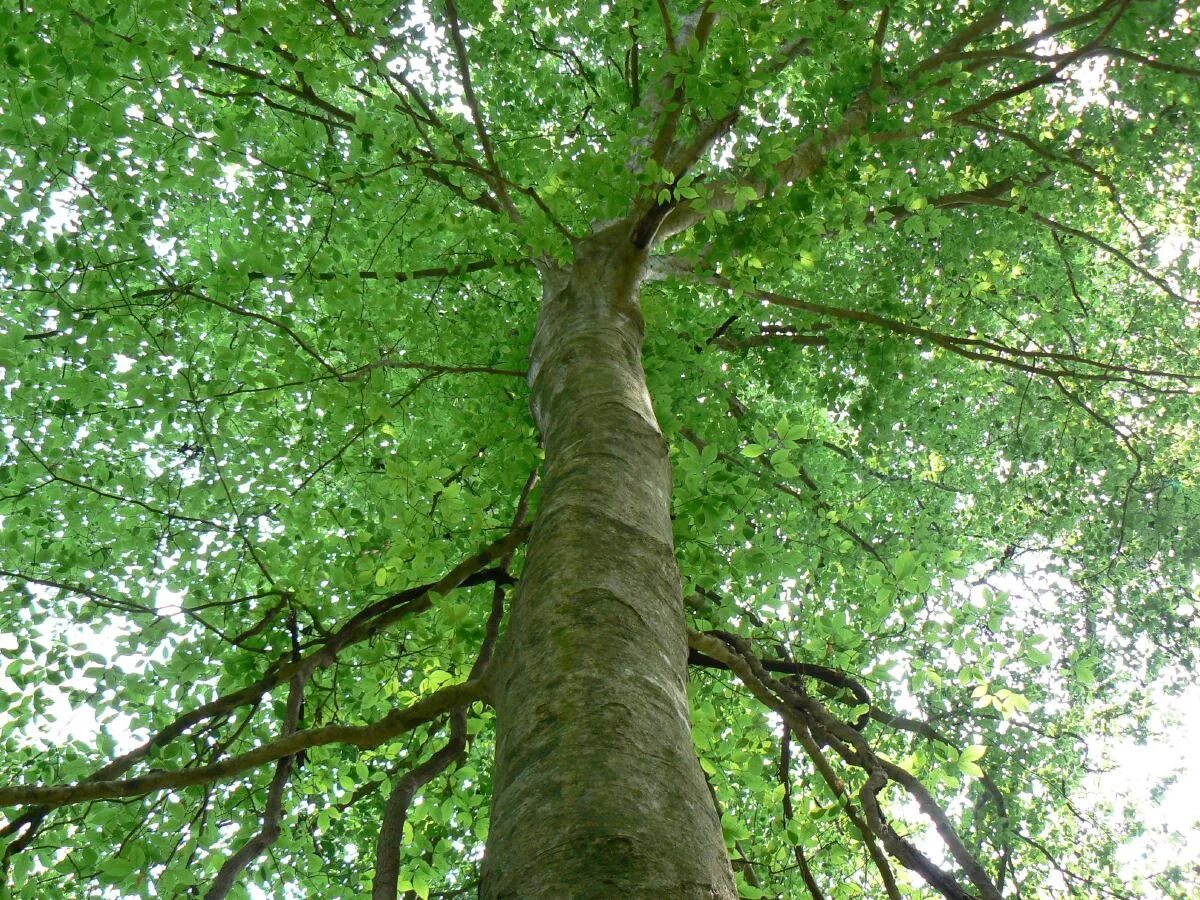 Бук хвойное. Бук дерево. Камфорное дерево в Абхазии. Карпатский бук дерево.