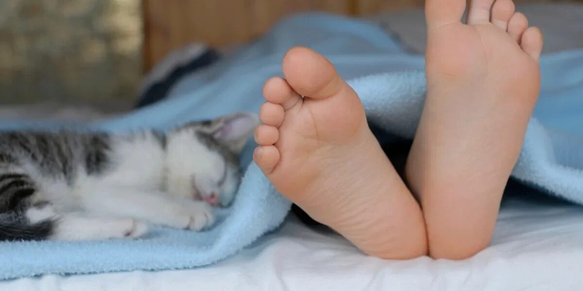 Rubbing feet. Ноги кота. Котенок на ноге.